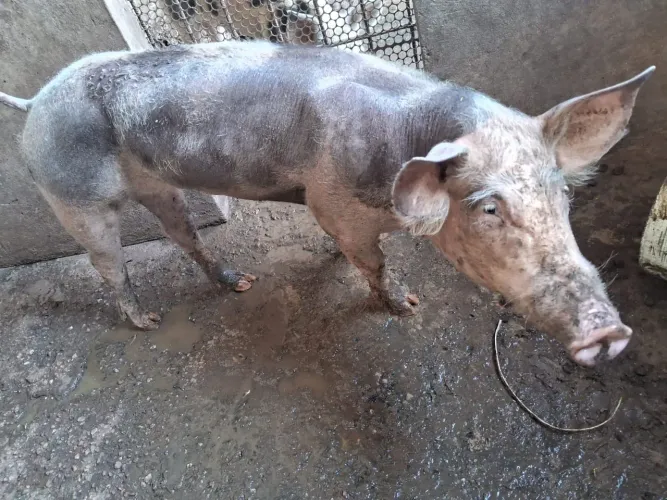 Reprodutor da raça Pietran 