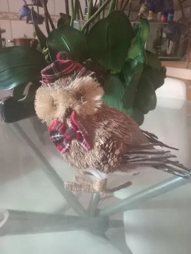 Coruja natal