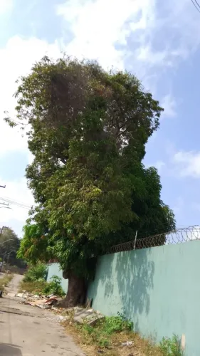 Corte de árvore em geral ....