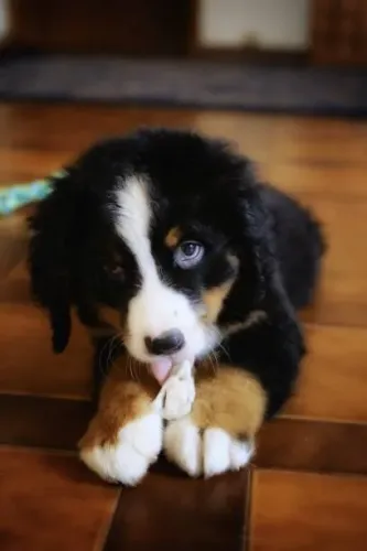 Filhote de Bernese Mountain Dog O Amigo Que Faz Seu Lar Ainda Mais Feliz