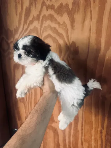 Cachorro