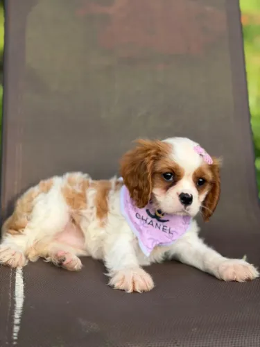 CAVALIER KING CHARLES PURO CHARME!!!