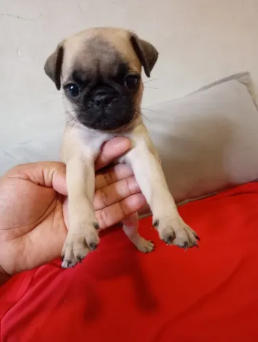 Princesa disponível filhote PUG