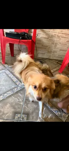 Casal de Lulu da Pomerania 1 Ano de idade  