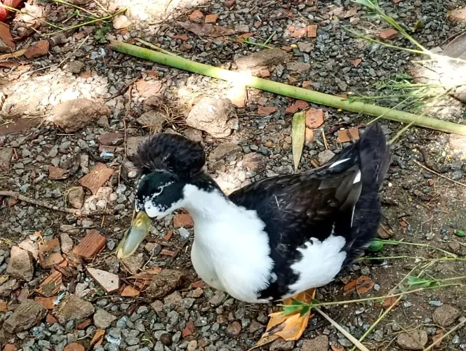 Um terno de marrecos disponíveis.sendo o macho com pompom gigante e as fêmeas portadoras 