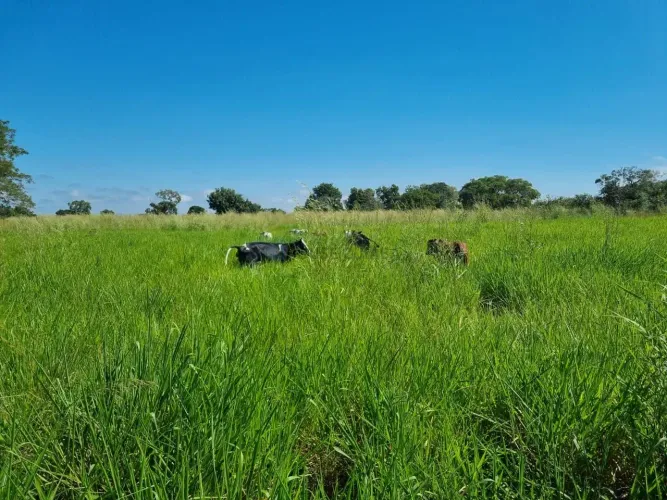 FAZENDA À VENDA BEIRA DO RIO CUIABÁ