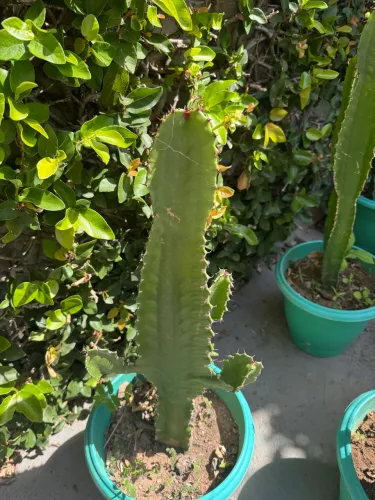 Plantas : Cacto-candelabro