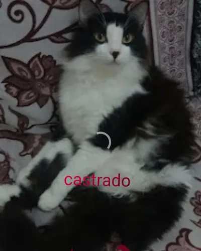 Gatos machos todos castrado
