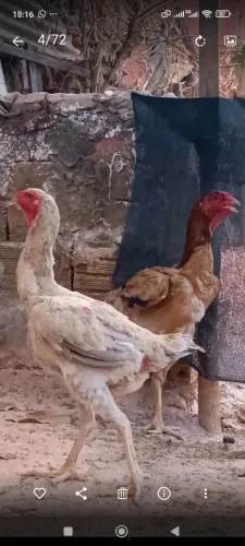 Índio gigante em montes Claros