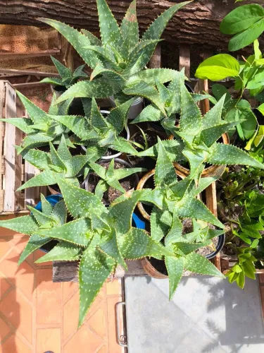 Babosa ornamental/medicinal - pote 