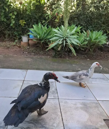 Vendo patos.