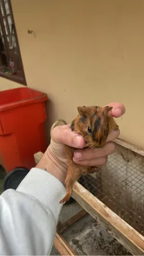Filhotes de porquinho da Índia