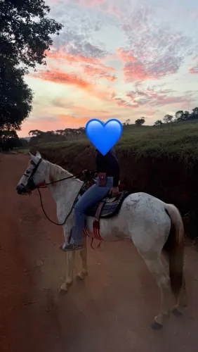 Vende-se Cavalo Quarto de Milha