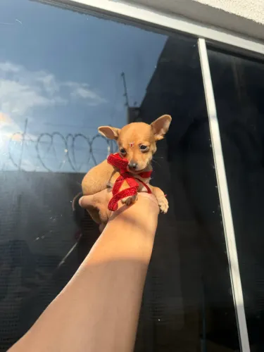 Pinscher fêmea e macho disponível passo cartão