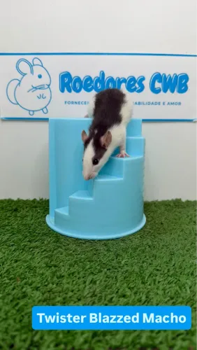 Twister/Mercol (Roedores CWB) 