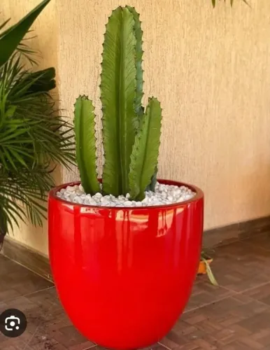 Mudas de cacto mandacaru decorativos