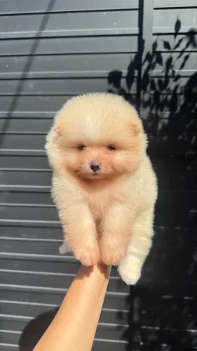 Oportunidade Sptiz alemão Lulu da pomerania 