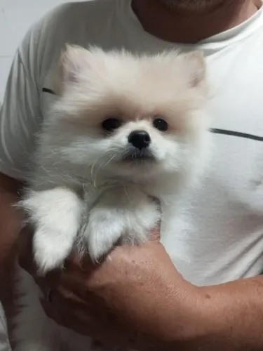 Lulu da palmerania macho