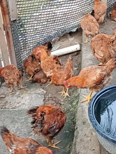 Vendo ração rodilan preço r$ 50  * Josafá