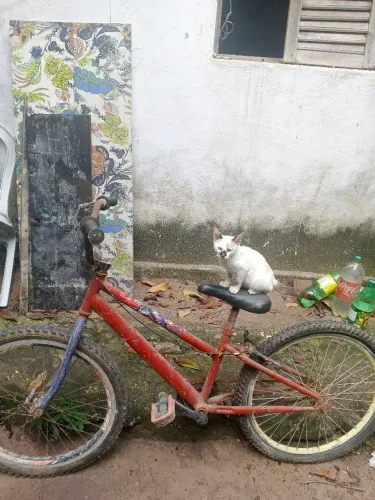 Bicicleta aro 24 