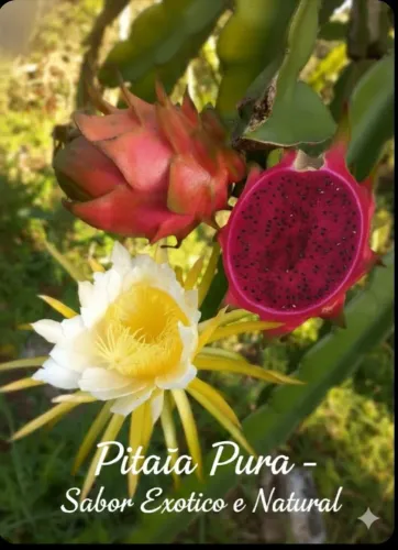 Mudas de pitaya 