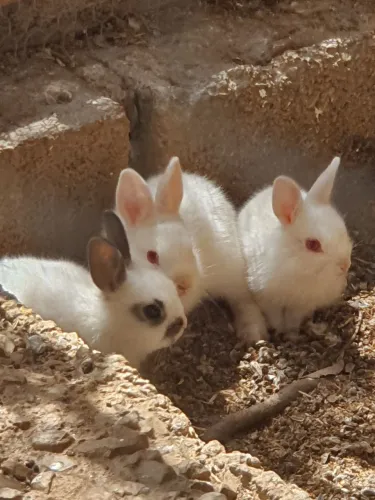 COELHOS ROEDORES RABBIT BUNNY