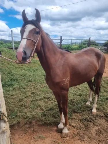 Cavalo marcha batida Registrado