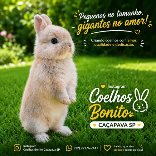 Coelho anão Dwarf