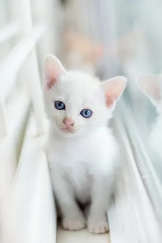 Gatinhos angora branco disponível