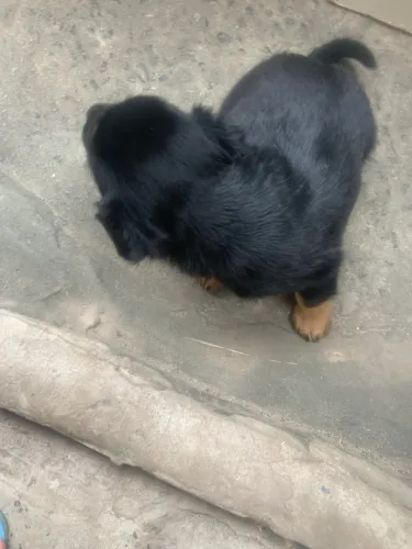 Rotvwller
