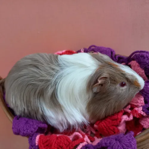 Porquinho da Índia Sheltie pelos longos 