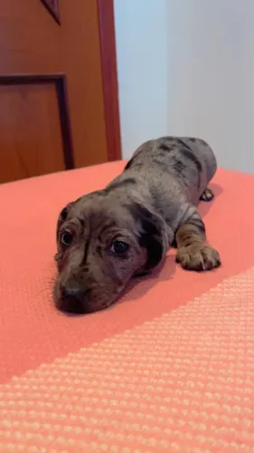 Filhotes de Basset Daschund