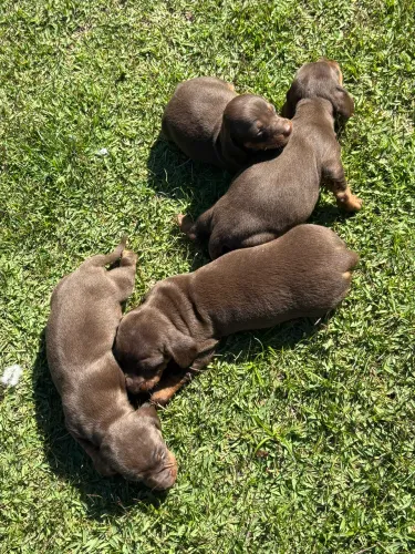 Filhotes de daschund 