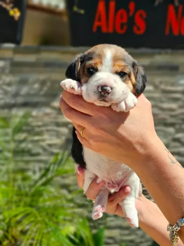 Beagle | 13 Polegadas