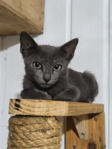 Doação de gatos.