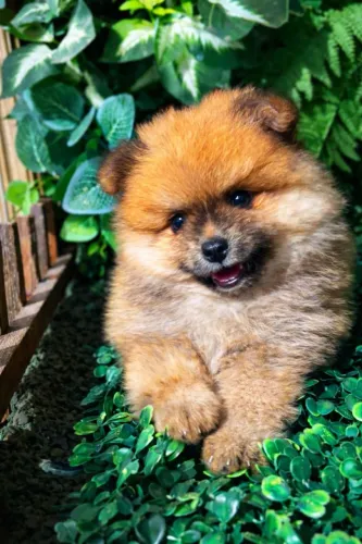 Lulu da Pomerania 