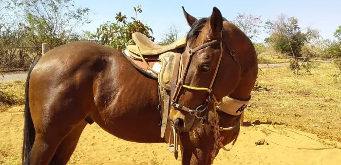 Cavalo de vaquejada