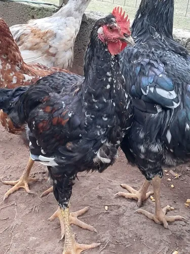 Frangos gsb galinha balão sertanejo