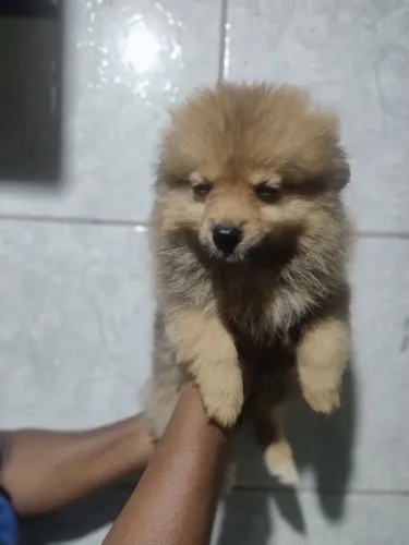 Filhotes de Spitz alemão a pronta entrega, 2 machinhos e duas fêmeas 2,000 aceito trocas
