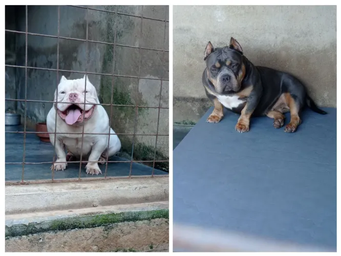 Disponível para reservar filhotes desse casal de América Bully micro 