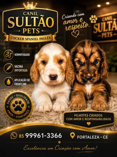 COCKER SPANIEL INGLES