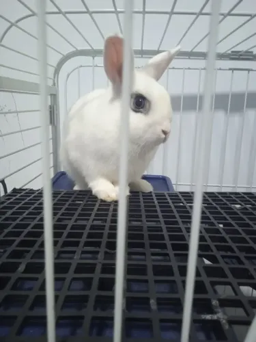 Coelhos Netherland dwarf 