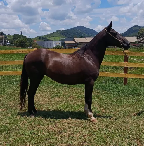 Pitissa preta sela e charrete 