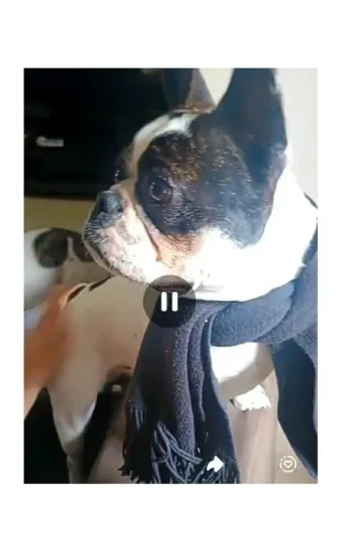 Cachorro raça buldogue francês fêmea 1ano