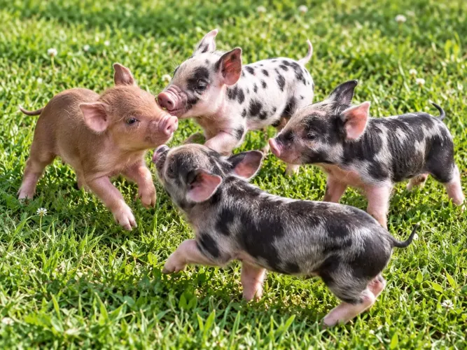 Mini porquinho