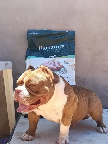 América Bully disponível pra cobertura!