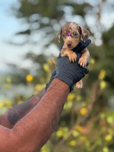 Dachshund Filhotes lindos e muito amoroso 