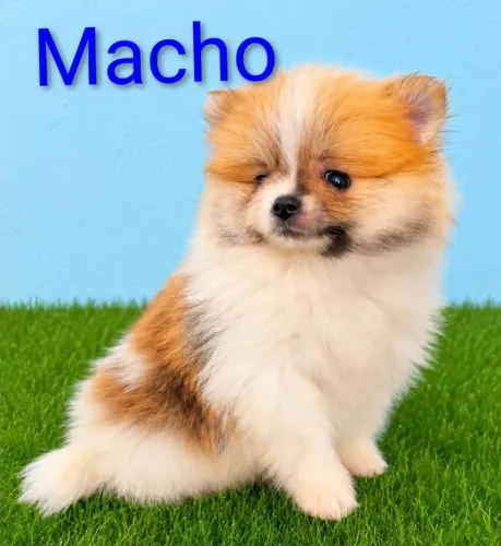 Lulu da Pomerânia MACHOS micro Spitz alemão 
