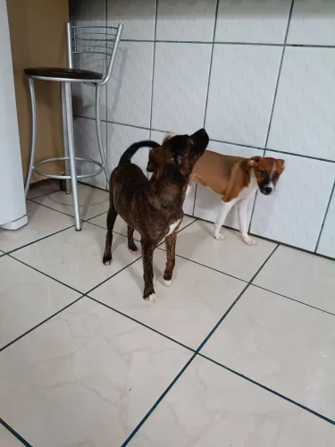 Adoção de duas cachorrinhas