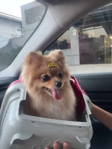 Vende-se Lulu da Pomerania
